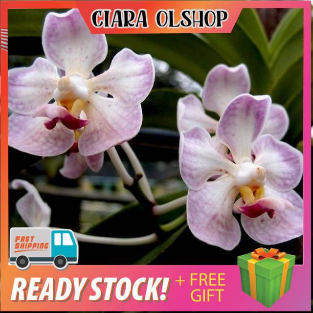 Anggrek vanda foetida knop/spike