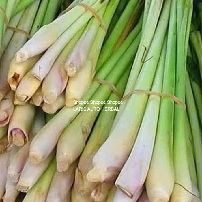 

Sereh / Serai Segar 1000gram