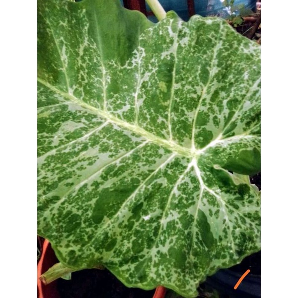 COLOCASIA GIGANTEA CLOUDY