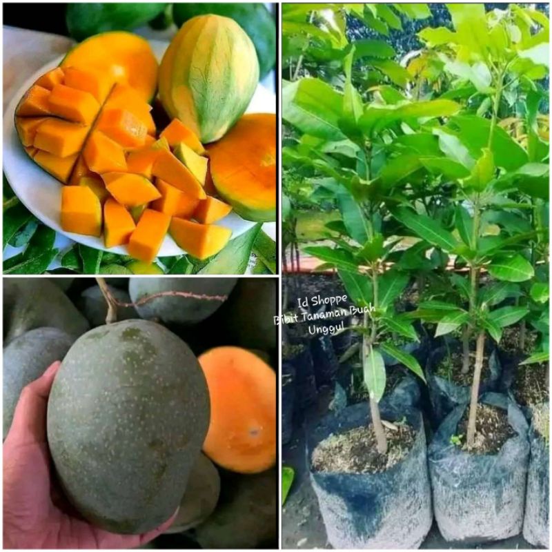 Bibit Mangga Madu Manalagi