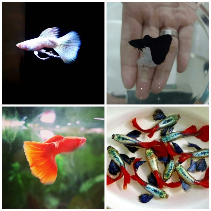 ikan hias guppy 4 jantan 4 betina (8 ekor) full platinum, black Moscow