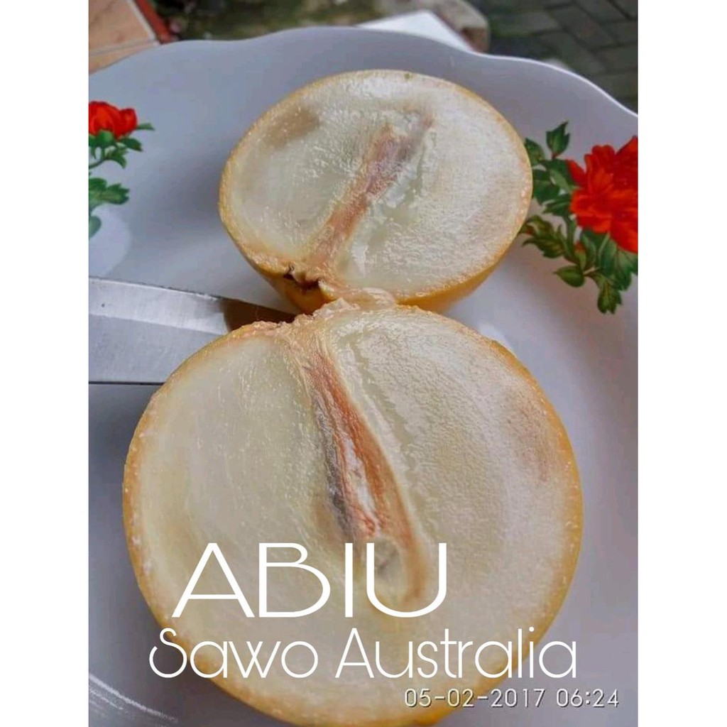 @_# BIBIT BUAH ABIU JUMBO MANIS U*