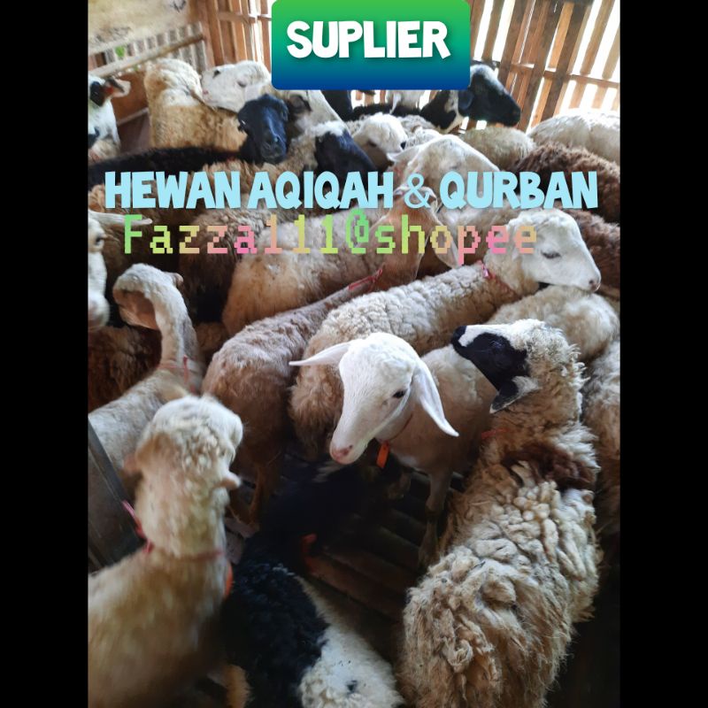 hewan qurban murah