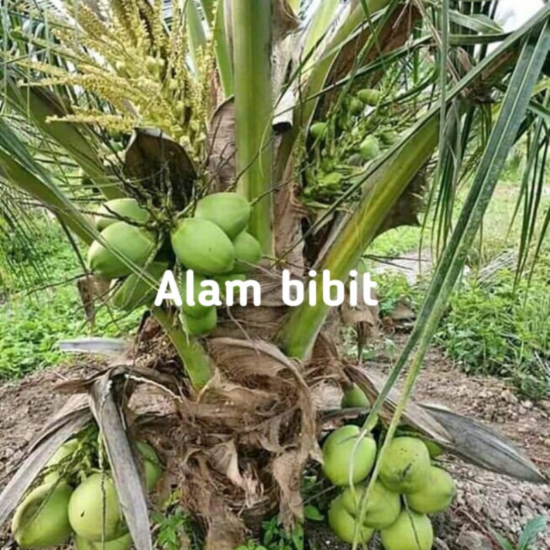 BIBIT KELAPA HIJAU GENJAH WULUNG PINK