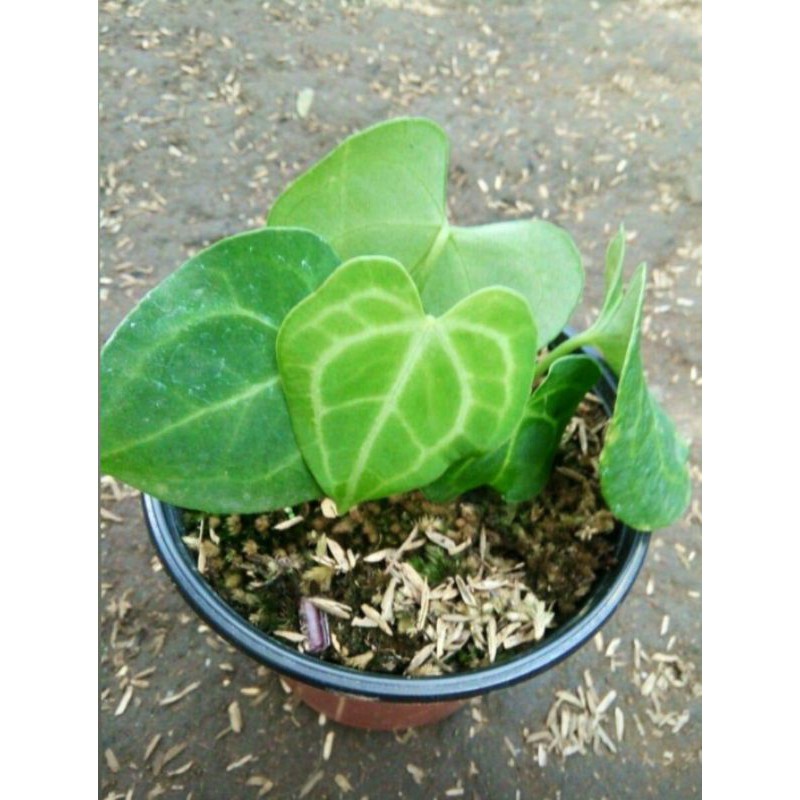 Anthurium kuping gajah clarinervium