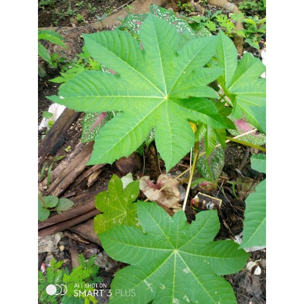 daun jarak kepyar atau Kaliki segar obat. tradisional