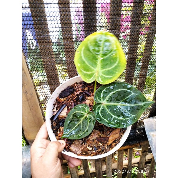 anthurium forgetii x aos (antarium) free 1 magni x crystal