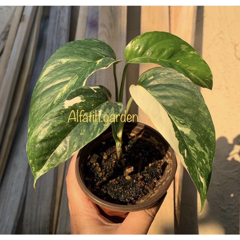 Tanaman hias monstera epipremnum pinatum varigata/ekor naga varigata