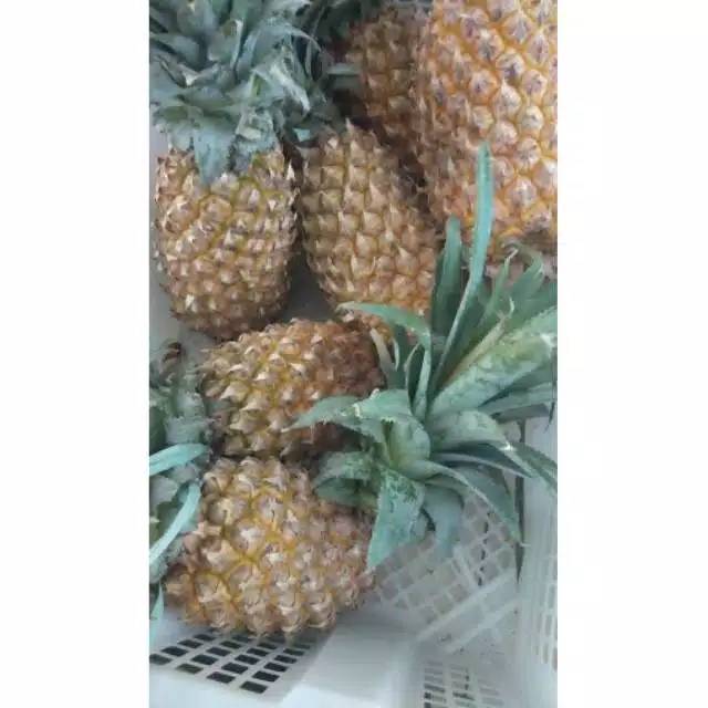 

Buah nanas jual satuan|nanas kediri|nanas rujak|buah segar|buah segar bandung