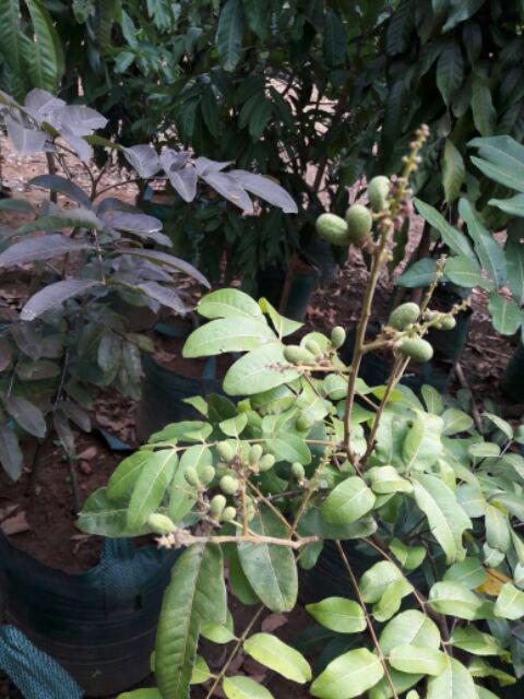 Payung Cafe Pantai Jualan - Payung Tenda Parasol 200cm