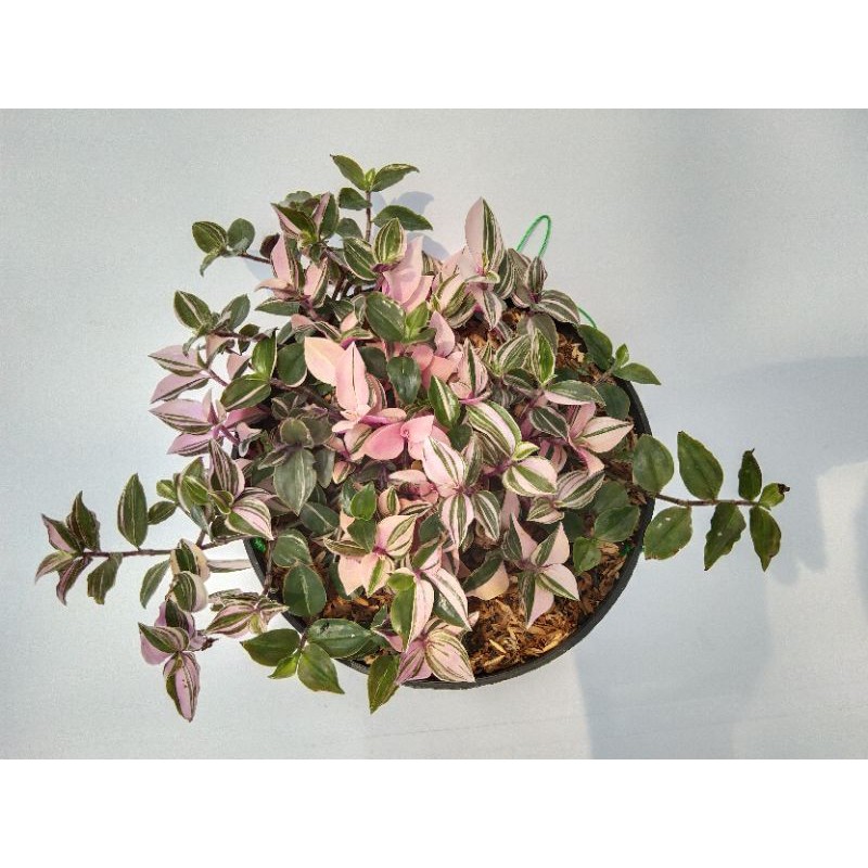 tradescantia fluminensis three colours, gewor variegata pink langka