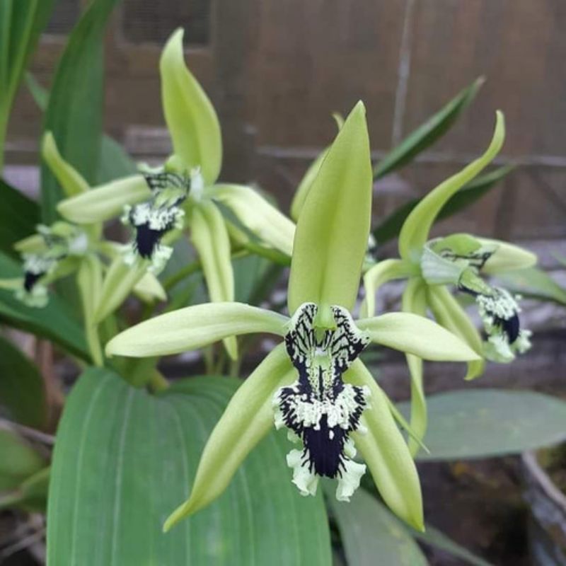 anggrek hitam pandurata