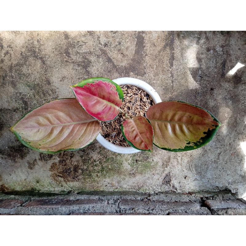 aglonema sultan brunai