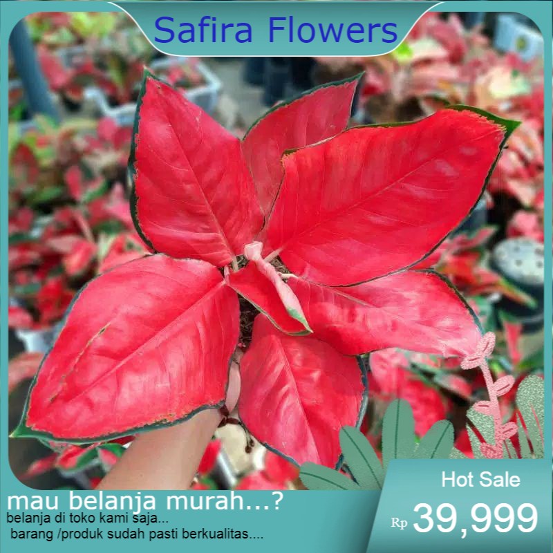 pohon aglonema suksom jaipong-suksom culture jaipong