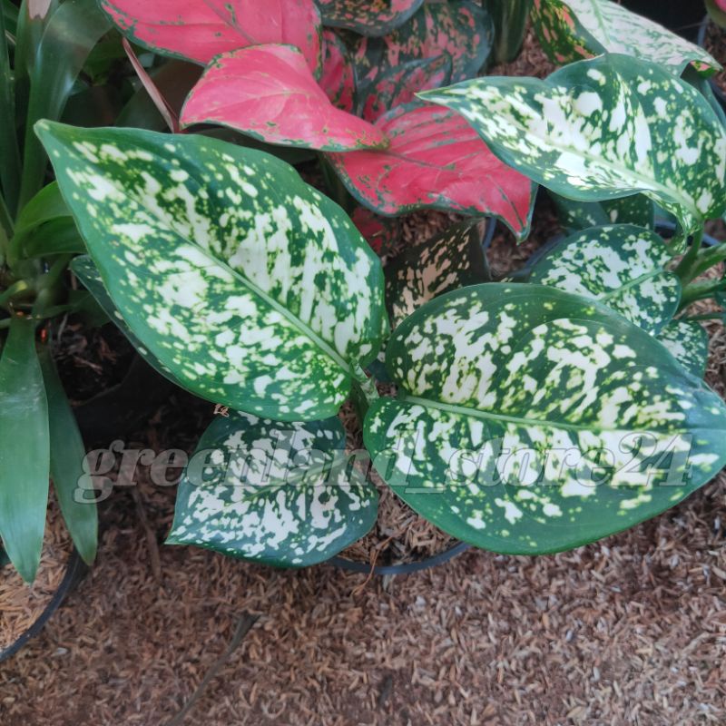 aglaonema dud white - tanaman hias aglaonema dud white - aglonema dud white - aglaonema - aglonema