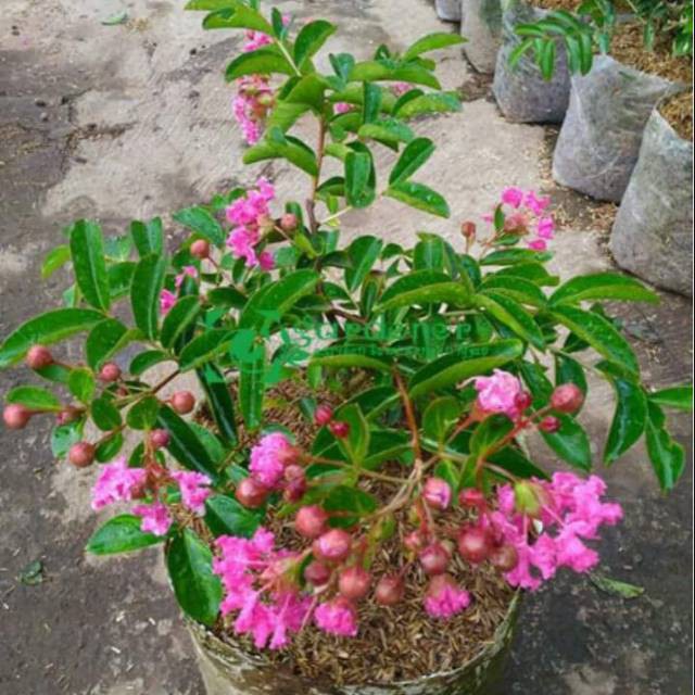 bibit sakura lokal