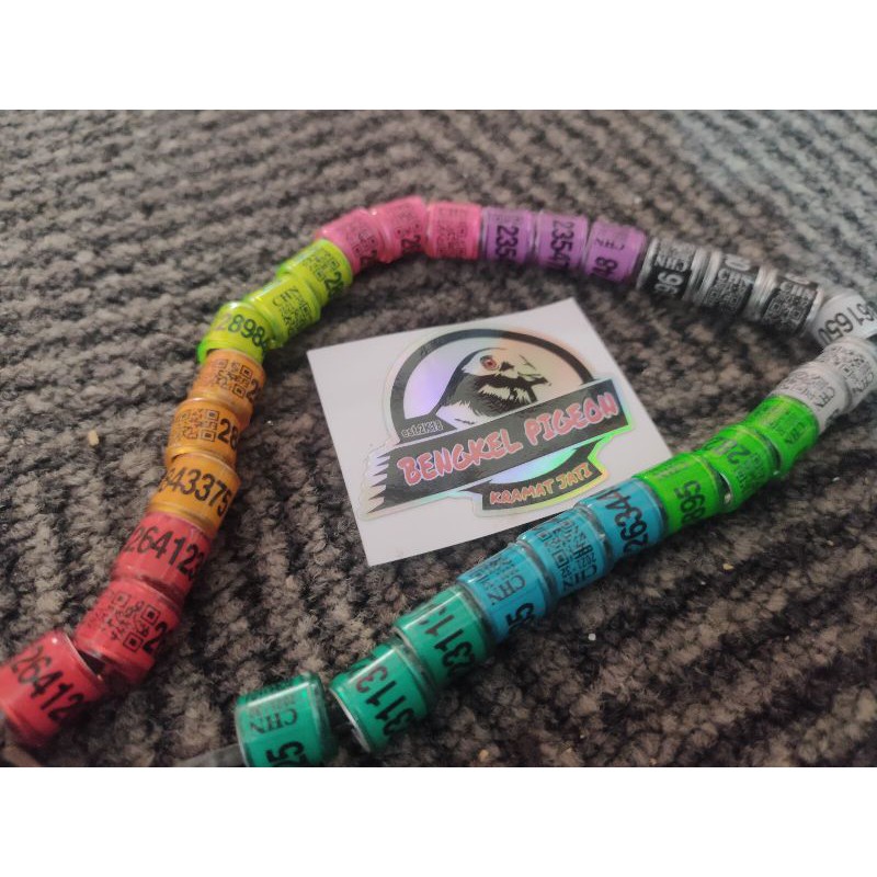 UPDATE TERBARU NEW PROMO Ring import burung dara piyik 2021 lomba kolongan balap tomprang pos