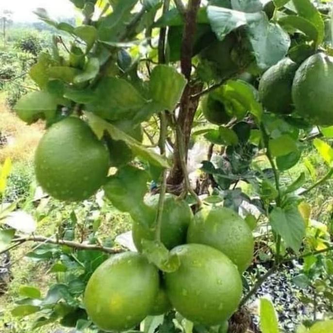 Pohon Jeruk Nipis-Jeruk Nipis Jumbo Sudah Berbuah