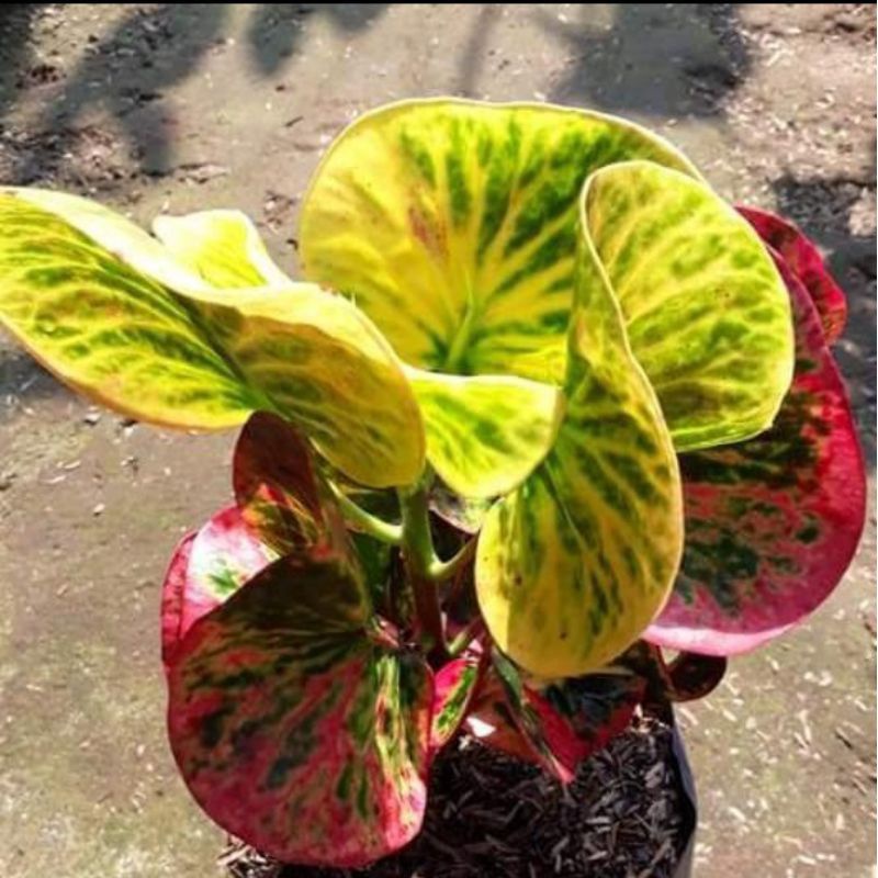 Tanaman Hias Puring Apel Rehana