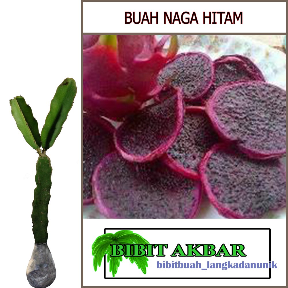 Bibit Tanaman Buah Naga Hitam