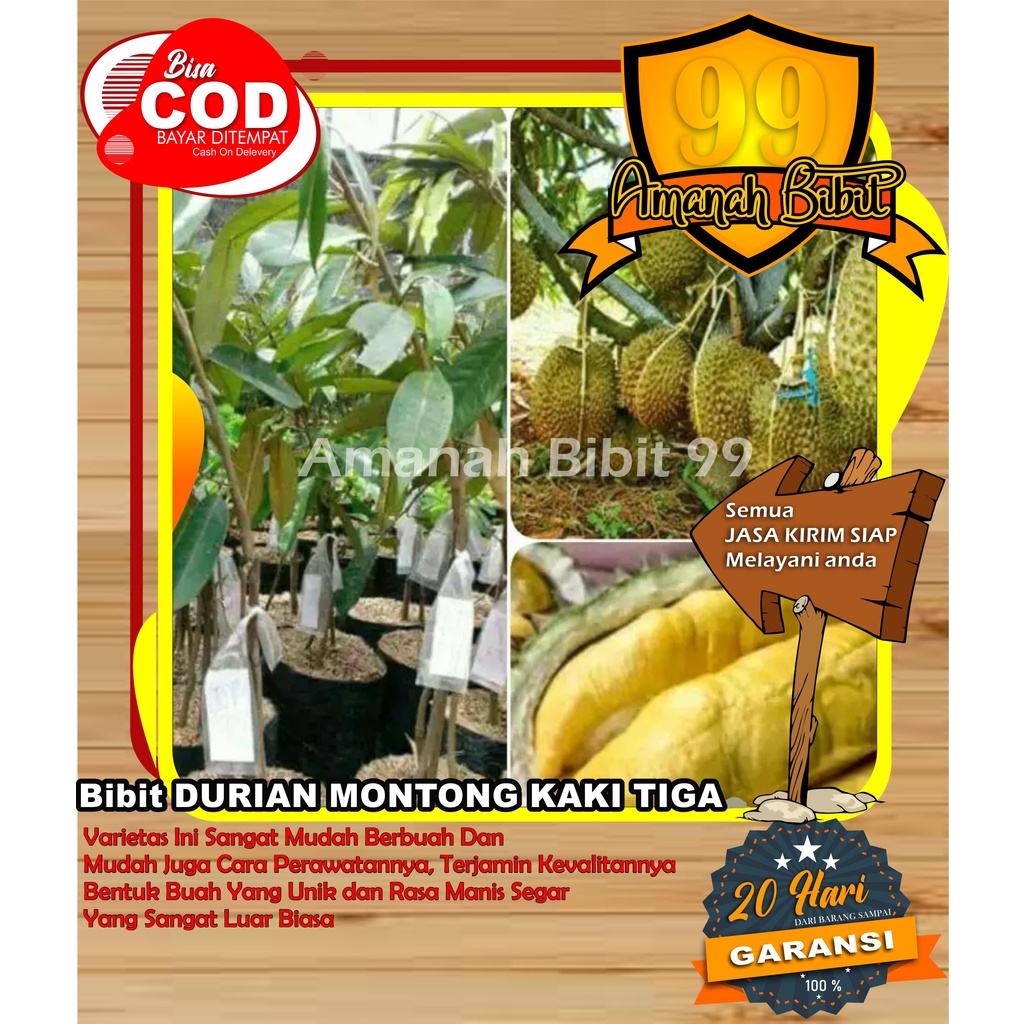 Bibit Durian Montong Kaki 3 SUPER