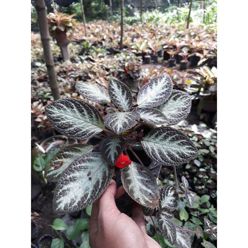 Tanaman hias episcia cupreata | tanaman hias epicia | pot gantung