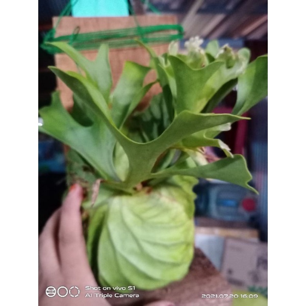 tanaman/tanduk/rusa/pakis/kalimantan/isi/3