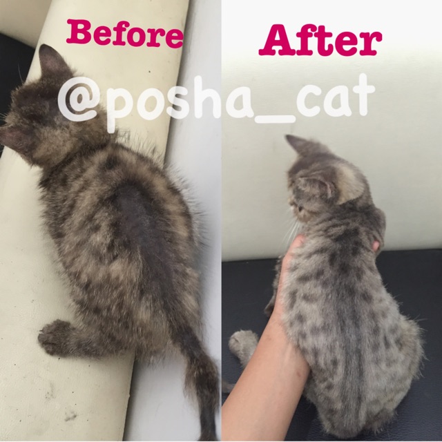 Posha_cat Hair&amp;Skin treatment shampo kucing 🇰🇷 | shampoo anti jamur kutu kucing | atasi problem kulit , halusin , kurangi rontok kucing