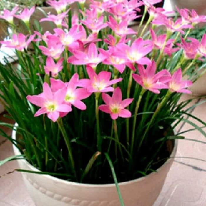 tanaman hias bibit kucay tulip bunga ping