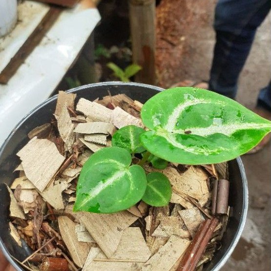 Tanaman Kuping Gajah Dorayaki