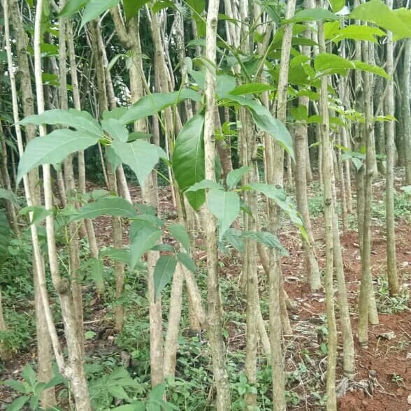 Pohon Tabebuya Pink Rosea Daun Besar