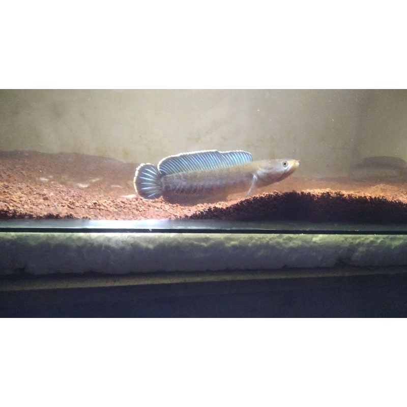 Channa andrao pair size 13-14cm, ngeball