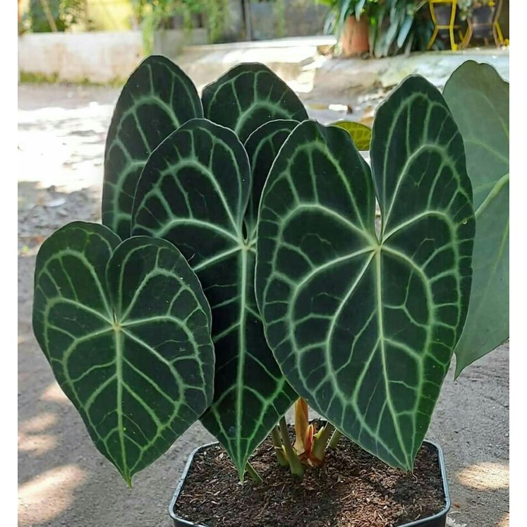 kuping gajah tarantula (clarinervium)