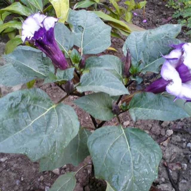 

Daun kecubung ungu segar herbal kwalitas unggul 50gr