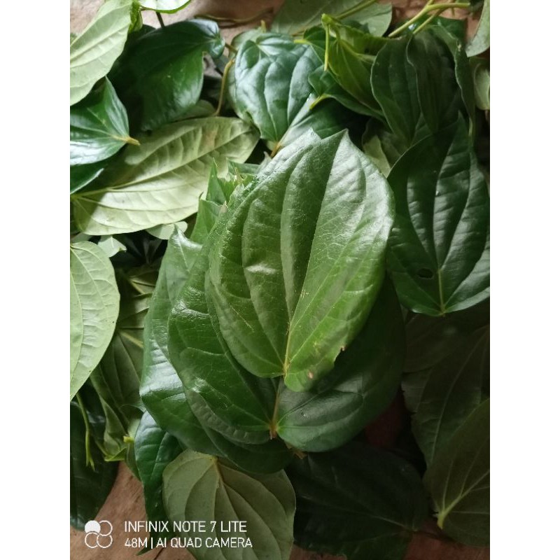 

daun sirih segar per 250 gram