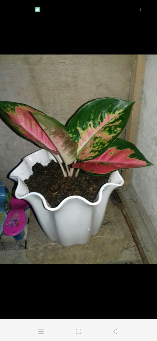 Tanaman Hias Aglonema Red Anja / Red Anjamani / Red Aglonema