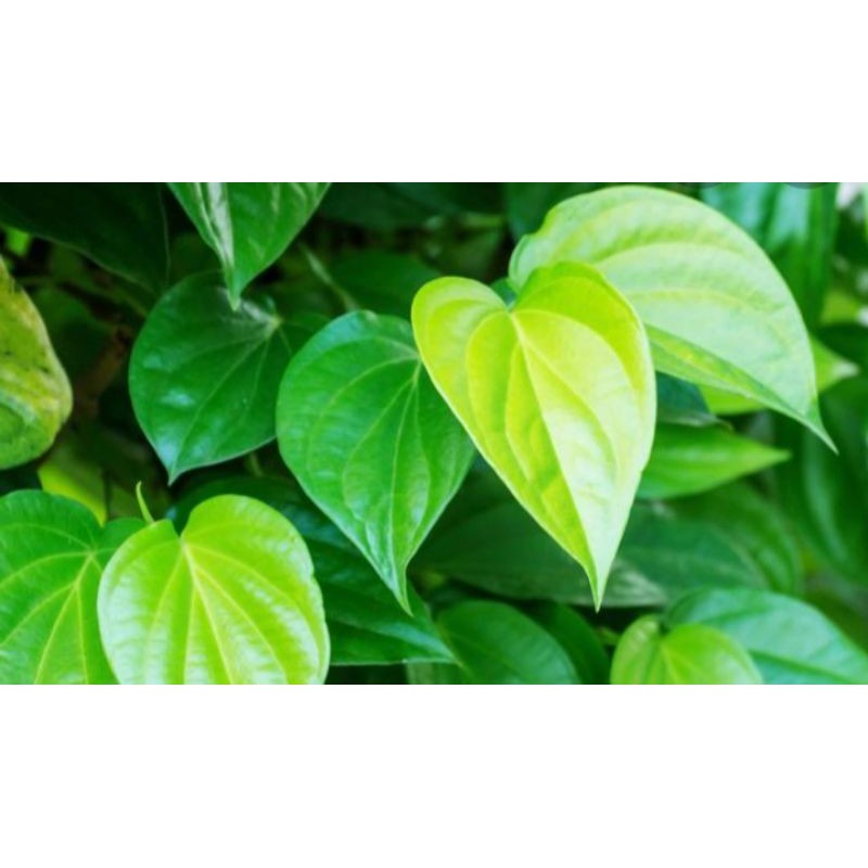 

DAUN SIRIH HIJAU SEGAR=500 GRAM