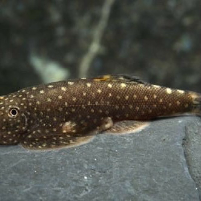 IKAN HIAS AQUASCAPE PEMAKAN ALGA BORNEO SUCKER