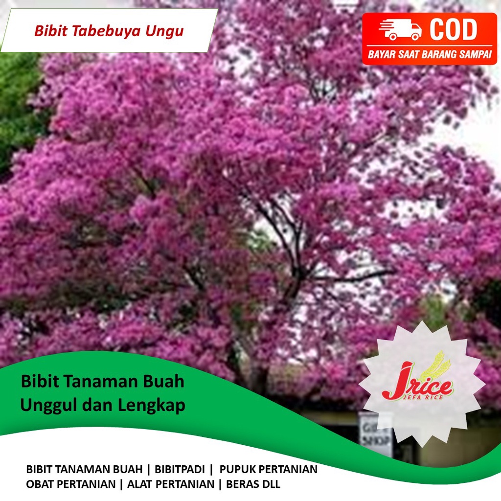 BIBIT BUNGA TABEBUYA UNGU OKULASI CEPAT BERBUAH