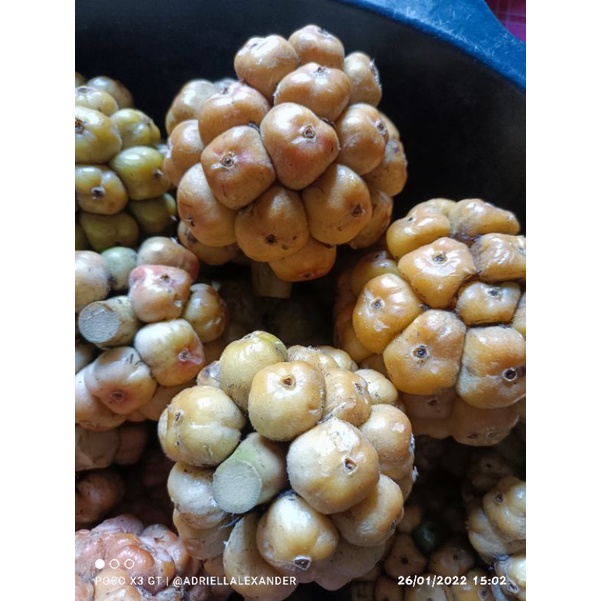 

Asam cekala / asam cikala / Buah Kecombrang cikala patikala 500gr