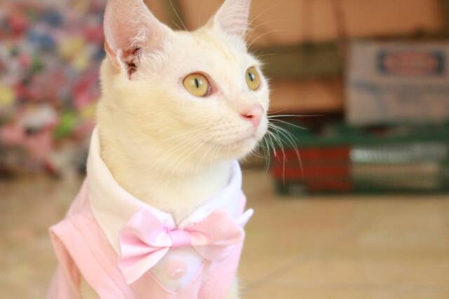 Kaos tuxedo baby pink untuk kucing dan anjing /Jual Baju Kucing Terlengkap &amp; Berkualitas size S-XL