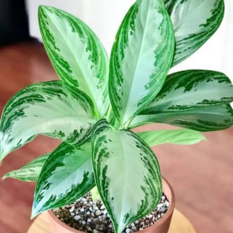 aglonema Sri rejeki/Sri silver