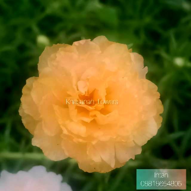 Bunga krokot Import id.intan