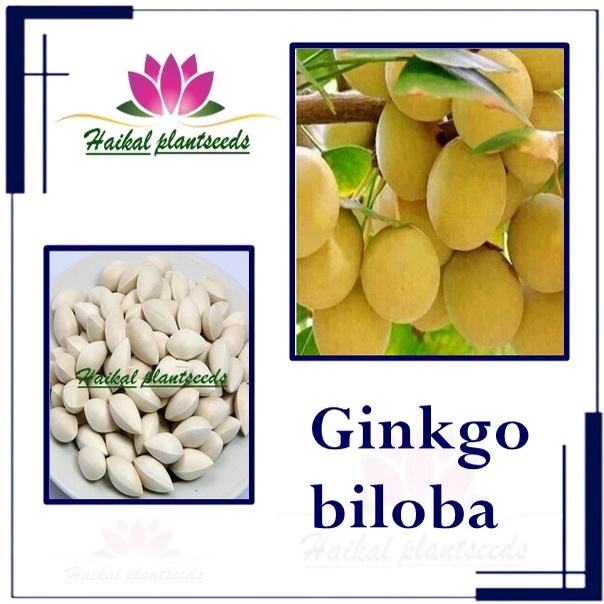 biji benih kacang ginkgo biloba /2 biji