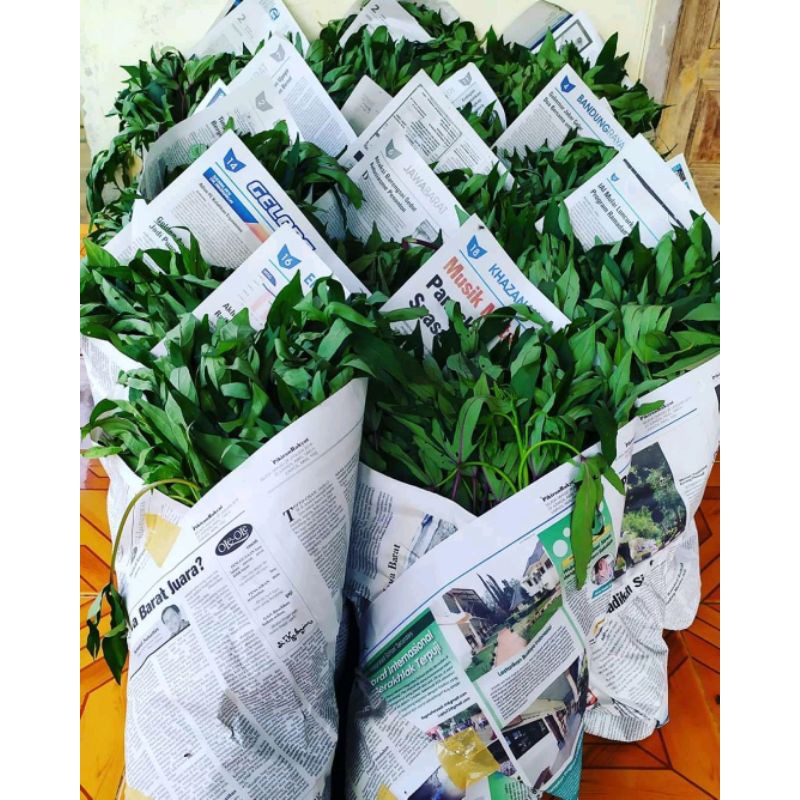 Bibit Stek Ubi Cilembu Segar Siap Tanam Asal Bogor