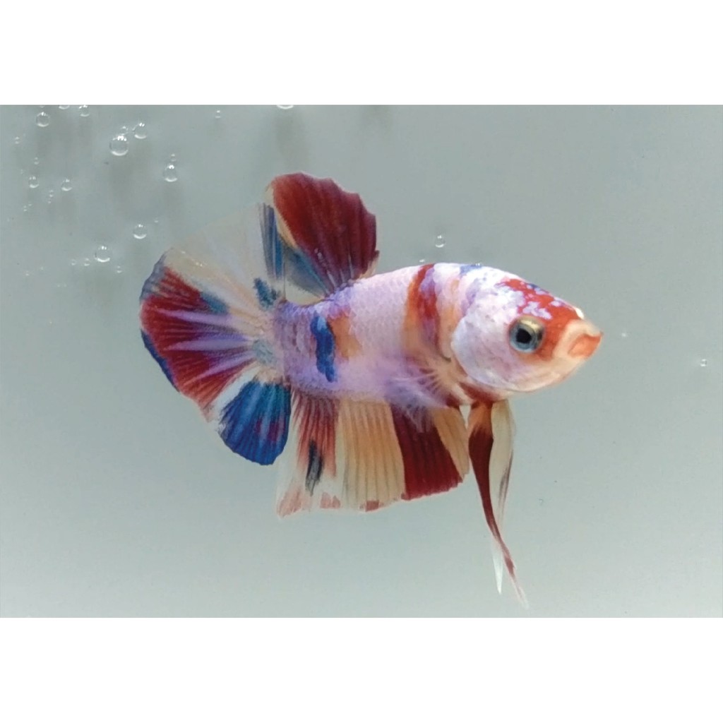 Male Koi Nemo Galaxy