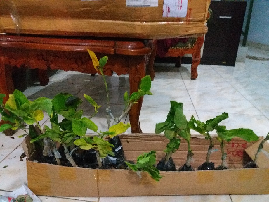 Paket Hemat Hibiscus 10pcs