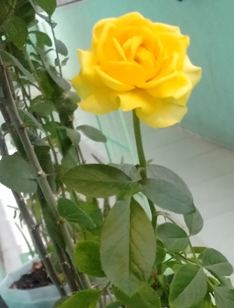 Fry Pan / Teflon Warna 24 Cm