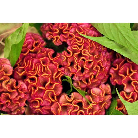 Benih Bibit Biji - Celosia Cristata Mix / Bunga Jengger Ayam / Brain Celosia Flower Seeds