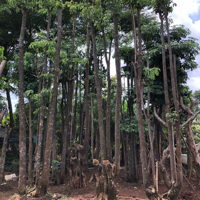 Pohon Pule Bonggol Besar || Cocok untuk didepan rumah atau didalam